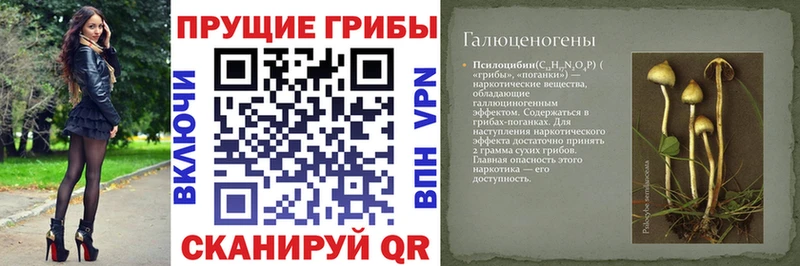 дарк нет какой сайт  MEGA ССЫЛКА  Дудинка  купить   Псилоцибиновые грибы Psilocybe 